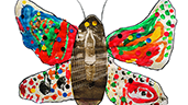 papillon 12 b