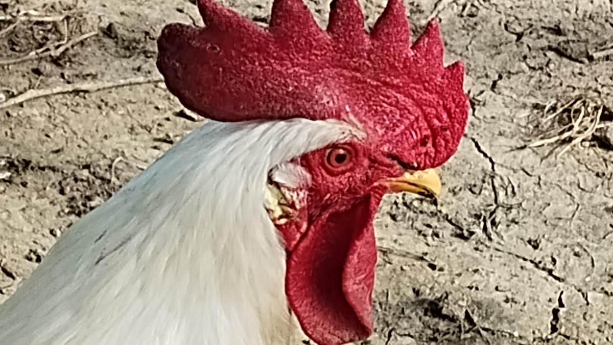 coq